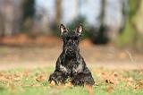 SCOTTISH TERRIER 029